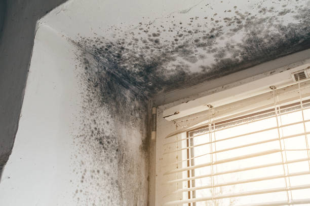 Affordable Black Mold Remediation solutions in Fairview, TN